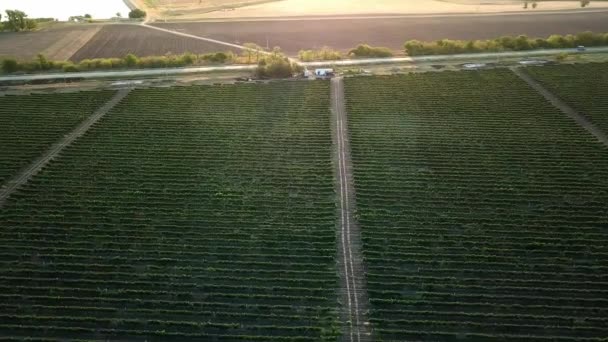 Antenn Utsikt Över Vineyard Gryningen Klasar Druvor Morgonsolen Blå Druvor — Stockvideo