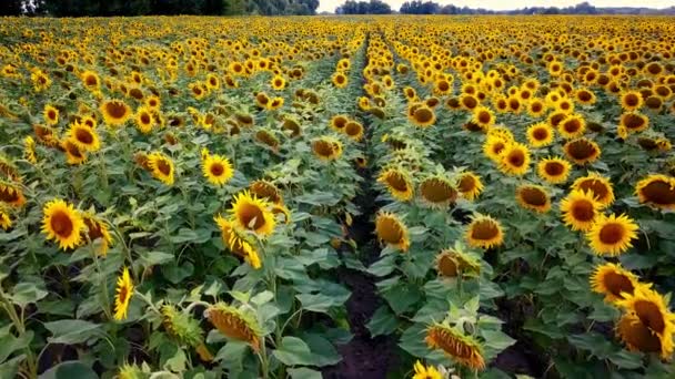 Luchtfoto Van Zonnebloemen Veld Vlucht Een Veld Van Zonnebloemen Vlucht — Stockvideo