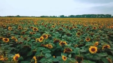 Ayçiçeği tarlasının havadan görünüşü, ayçiçeği tarlasının üzerinden uçmak, gökyüzü arka planında çiçek açan ayçiçeklerinin üzerinden uçmak.