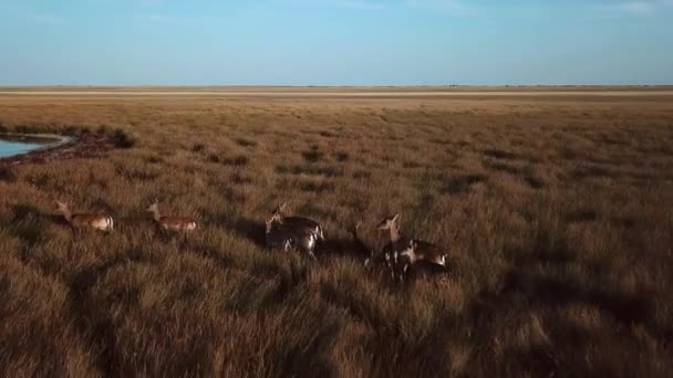 Vista Aérea Que Corre Família Cervos Estepe Rebanho Cervos Uma — Vídeo de Stock
