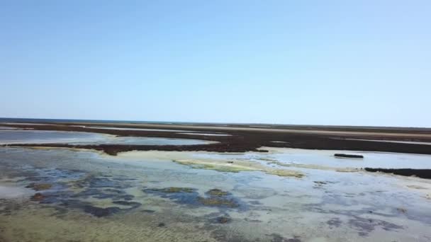 Bandos Aves Migratórias Águas Rasas Vista Aérea Bandos Aves Longo — Vídeo de Stock