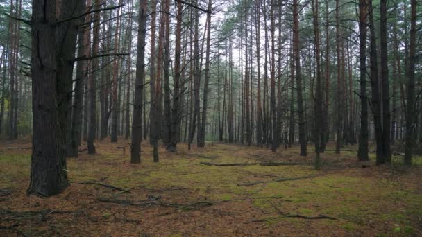 Nevoeiro Floresta Pinheiros Outono Manhã Nebulosa Fresca Uma Floresta Pinheiros — Vídeo de Stock