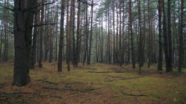 Köd Őszi Fenyőerdőben Friss Köd Fenyőerdőben Köd Árad Fenyőfán Köd — Stock videók