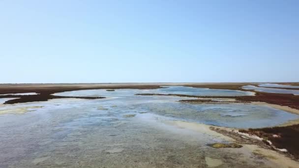 Bandos Aves Migratórias Águas Rasas Vista Aérea Bandos Aves Longo — Vídeo de Stock