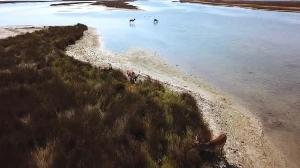 Aerial View Deers Lakeshore Sika Deers Autumn Steppe Herd Deer — Stock Video