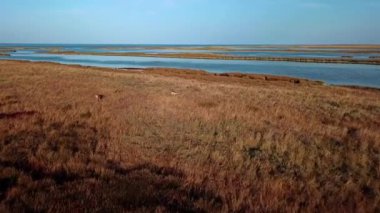 Geyiklerin sonbahar bozkırlarındaki hava manzarası, sonbahar bozkırlarındaki geyik sürüsü, bozkır bozkırlarındaki geyik sürüsü, vahşi doğadaki geyiklerin hava manzarası.