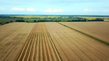 Buğday tarlasının havadan görünüşü, odunlu buğday tarlasının havadan görünüşü, Avrupa buğday tarlalarının, tarlada buğday hasadının havadan görüşü, tarım sahnesinin en üst görüntüsünün hemen üzerinde uçmak.