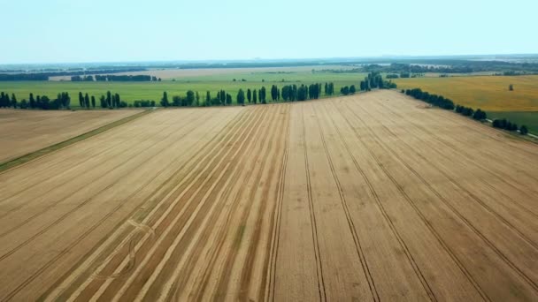 Luftaufnahme Des Weizenfeldes Luftaufnahme Des Abgeschrägten Weizenfeldes Europäische Weizenfelder Luftaufnahme — Stockvideo