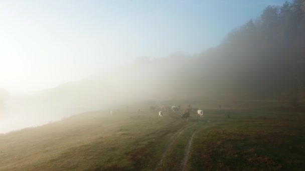 Flygfoto Besättningen Kor Morgondimman Vid Floden Flygfoto Kor Morgonen Höstdimma — Stockvideo