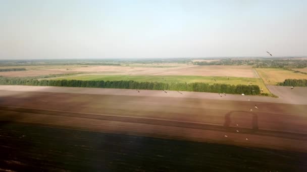 Luchtfoto Van Ooievaars Een Geploegd Veld Grote Zwerm Vliegende Ooievaars — Stockvideo