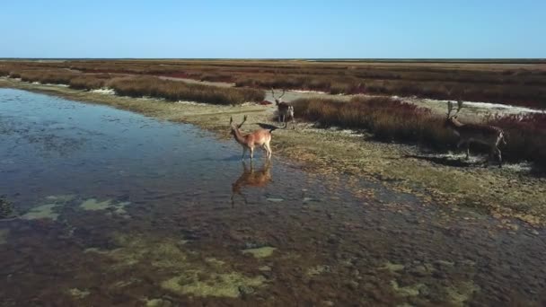 Göl Kıyısındaki Geyiklerin Hava Manzarası Sonbahar Bozkırlarındaki Geyik Sürüsü Bozkır — Stok video