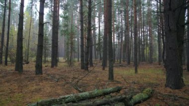 Sonbahar çam ormanında sis, çam ormanında taze sisli bir sabah, çam ağacından akan sis, el değmemiş çam ormanında sis, çam ormanında açıklık.