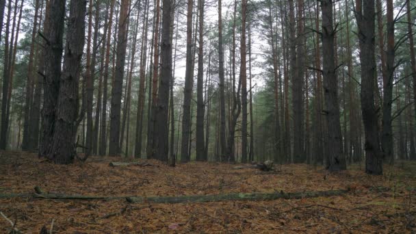 brouillard dans la pinède d'automne, matin frais brumeux dans une pinède, brouillard qui coule à travers le pin, brouillard dans la pinède intacte, clairière dans la pinède 