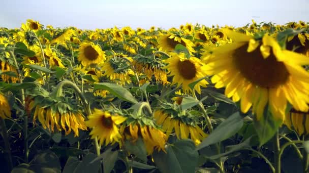 Solrosor Fält Närbild Blommande Solrosor Himmel Bakgrund — Stockvideo