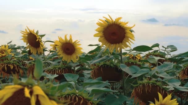 Girassóis Campo Close Girassóis Floridos Fundo Céu — Vídeo de Stock