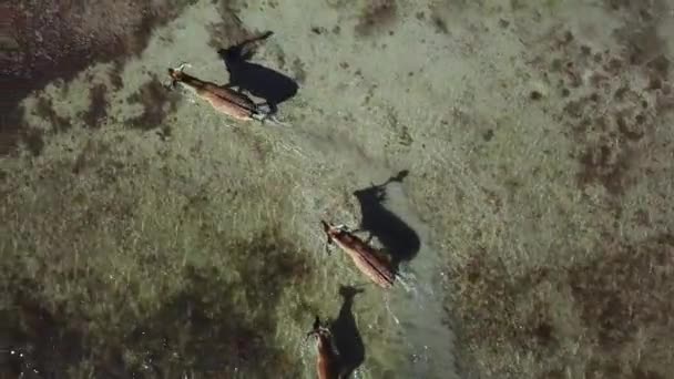 Luchtfoto Van Herten Ondiep Water Sikaherten Het Herfstmeer Hertenhert Herfststeppe — Stockvideo