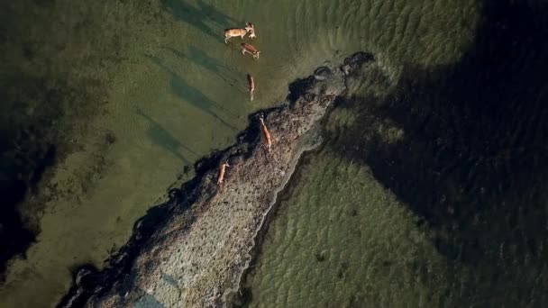 Vista Aérea Ciervos Aguas Poco Profundas Ciervos Sika Lago Otoño — Vídeos de Stock