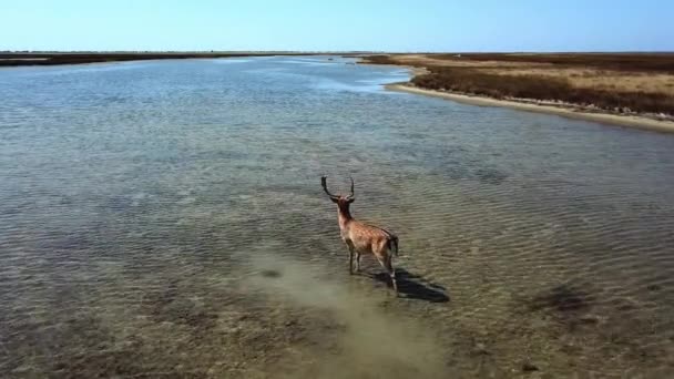 Flygfoto Rådjur Grunt Vatten Sika Rådjur Höstsjön Flock Rådjur Hösten — Stockvideo