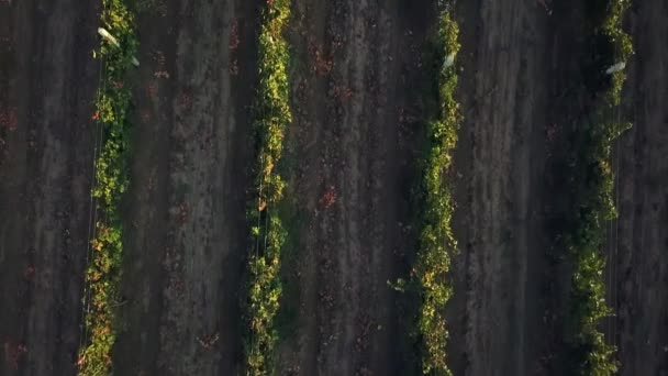 Aerial View Vineyard Dawn Bunches Grapes Morning Sun Blue Grapes — Stock Video