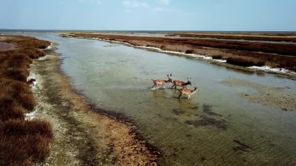 Vista Aérea Ciervos Orilla Del Lago Ciervos Sika Estepa Otoño — Vídeos de Stock