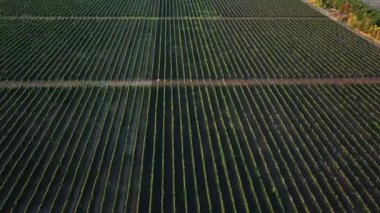Şafak vakti üzüm bağının hava manzarası, sabah güneşinde üzüm demetleri, gün doğumunda havadan mavi üzümler, şaraphanede üzüm bağları.