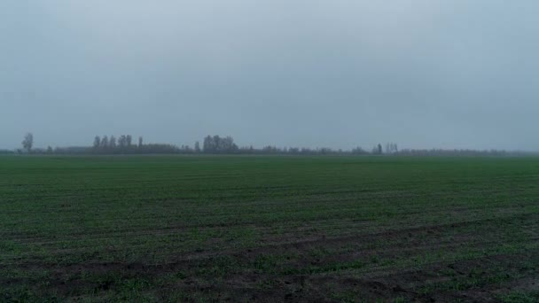 Temps écoulé du champ de blé jeune dans le brouillard, rosée du matin sur le blé 