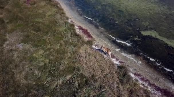 Luchtfoto Van Herten Ondiep Water Sikaherten Het Herfstmeer Hertenhert Herfststeppe — Stockvideo