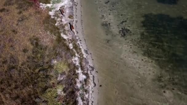 Luftaufnahme Von Hirschen Flachen Wasser Sikahirschen Herbstsee Rotwildherden Herbst Steppenantenne — Stockvideo