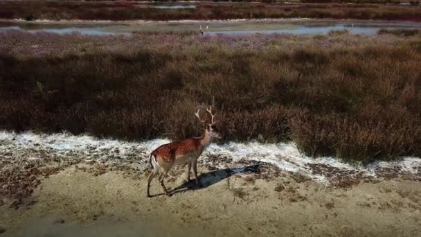 Vista Aérea Veados Águas Rasas Veados Sika Lago Outono Rebanho — Vídeo de Stock