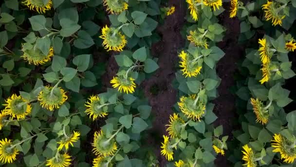 Aerial View Sunflowers Field Flight Field Sunflowers Flight Flowering Sunflowers — Stock Video