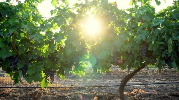 Viñedo Amanecer Racimos Uvas Sol Mañana Uvas Azules Amanecer Cerca — Vídeos de Stock