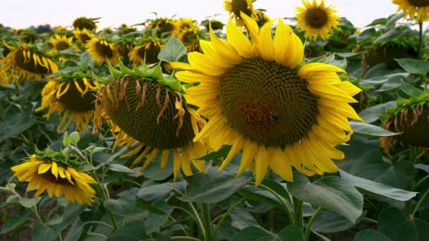 ひまわり畑の閉鎖 空の背景のひまわりの開花 — ストック動画