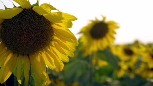 Zonnebloemen Veld Close Bloeiende Zonnebloemen Een Hemel Achtergrond — Stockvideo