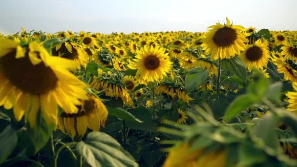 向日葵场近距离拍摄 向日葵在天空背景下开花 — 图库视频影像
