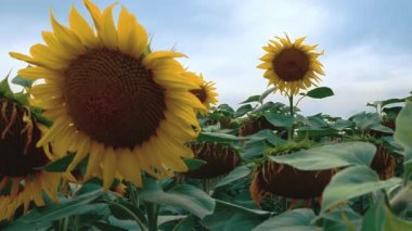Ayçiçeği tarlası, gökyüzü arka planında çiçek açan ayçiçekleri.