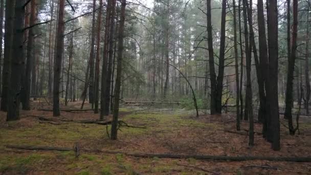 Sonbahar Çam Ormanında Sis Çam Ormanında Taze Sisli Bir Sabah — Stok video