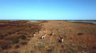 Geyiklerin sonbahar bozkırlarındaki hava manzarası, sonbahar bozkırlarındaki geyik sürüsü, bozkır bozkırlarındaki geyik sürüsü, vahşi doğadaki geyiklerin hava manzarası.