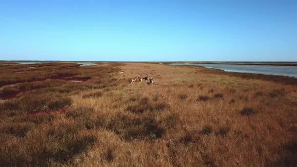 Luftaufnahme Von Hirschen Der Herbststeppe Sikahirschen Der Herbststeppe Herde Von — Stockvideo