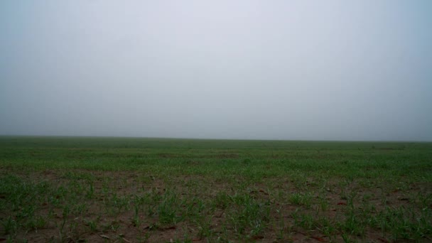 Feld Junger Weizen Morgennebel Morgentau Auf Weizen Feld Junger Weizen — Stockvideo