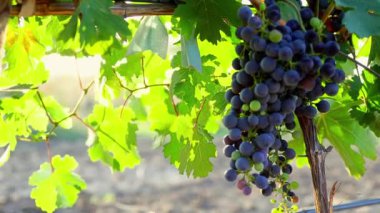 Şafak vakti üzüm bağları, sabah güneşinde üzümler, gün doğumunda mavi üzümler, bağda mavi üzümler, şaraphanede üzüm bağları, şafakta üzüm bağları