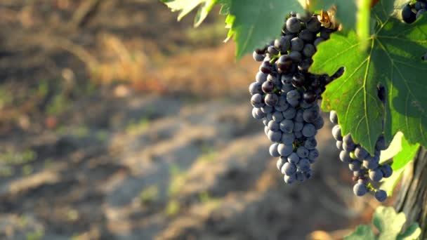 Viñedo Amanecer Racimos Uvas Sol Mañana Uvas Azules Amanecer Cerca — Vídeos de Stock