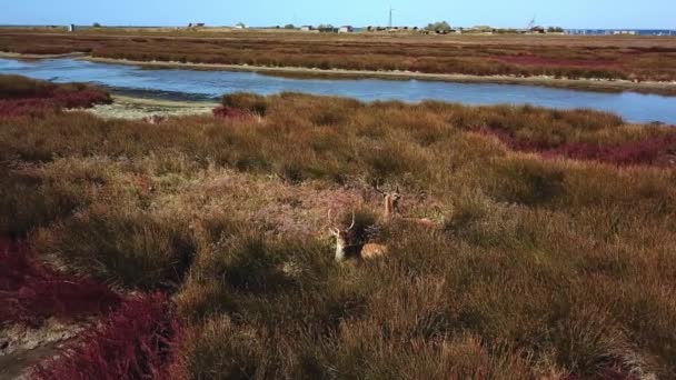 Veduta Aerea Della Famiglia Cervi Sul Lago Veduta Aerea Dei — Video Stock