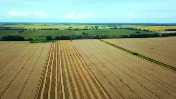 Aerial View Field Wheat Aerial View Chamfered Wheat Field European — Stock Video