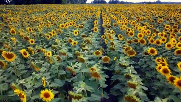 vue aérienne du champ de tournesols, vol au-dessus d'un champ de tournesols, vol au-dessus des tournesols fleuris sur un fond de ciel 