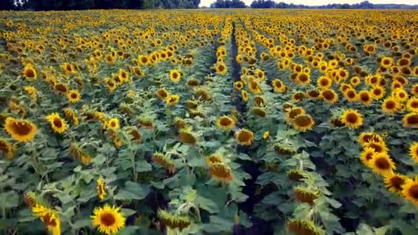 Luchtfoto Van Zonnebloemen Veld Vlucht Een Veld Van Zonnebloemen Vlucht — Stockvideo