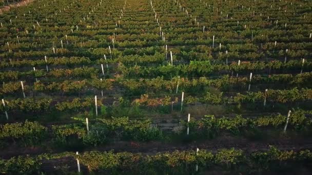 Luchtfoto Van Wijngaard Bij Zonsopgang Trossen Druiven Ochtendzon Blauwe Druiven — Stockvideo