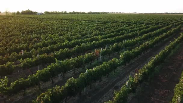 Aerial View Vineyard Dawn Bunches Grapes Morning Sun Blue Grapes — Stock Video