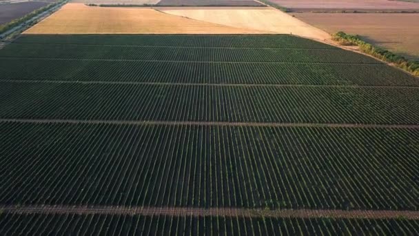 Vista Aérea Del Viñedo Amanecer Racimos Uvas Sol Mañana Uvas — Vídeos de Stock