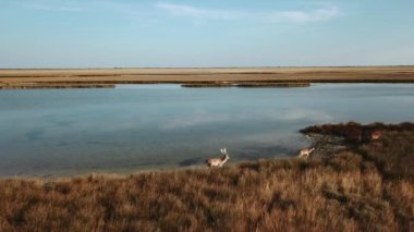 Göl kıyısındaki geyiklerin hava manzarası, sonbahar bozkırlarındaki geyik sürüsü, bozkır bozkırlarındaki geyik sürüsü, vahşi doğadaki geyiklerin hava manzarası.