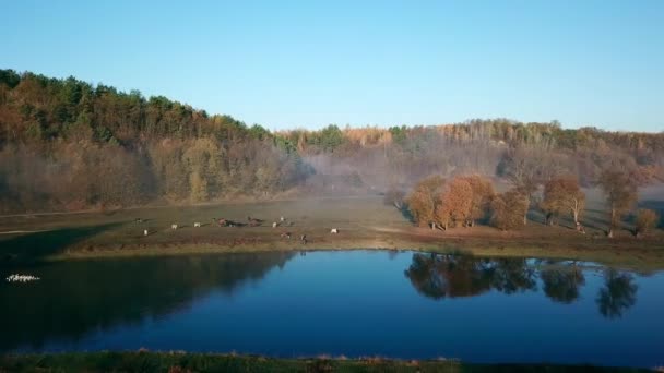 Aerial View Herd Cows Morning Fog River Aerial View Cows — Stock Video